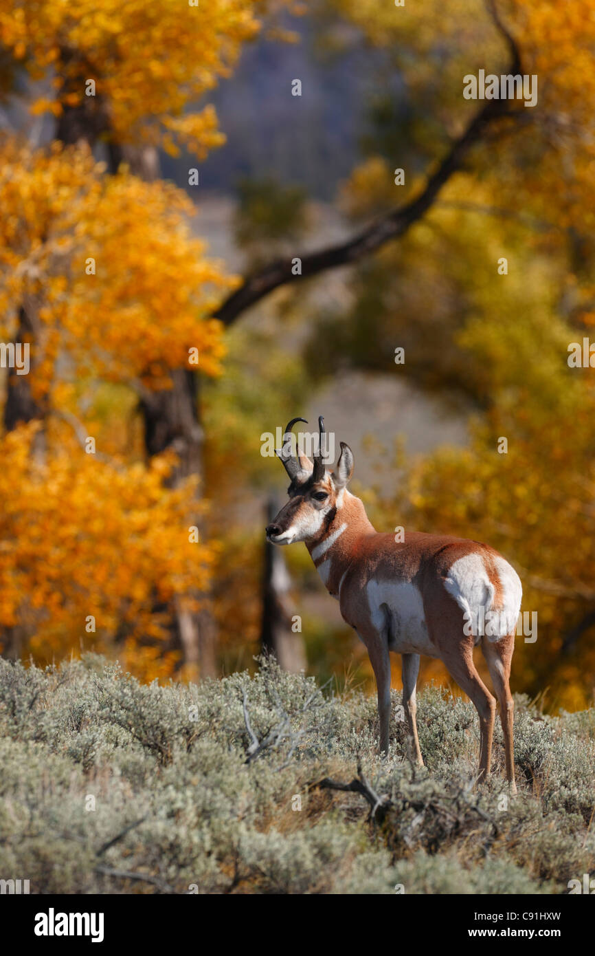 Pronghorn antelope, Yellowstone National Park Stock Photo - Alamy