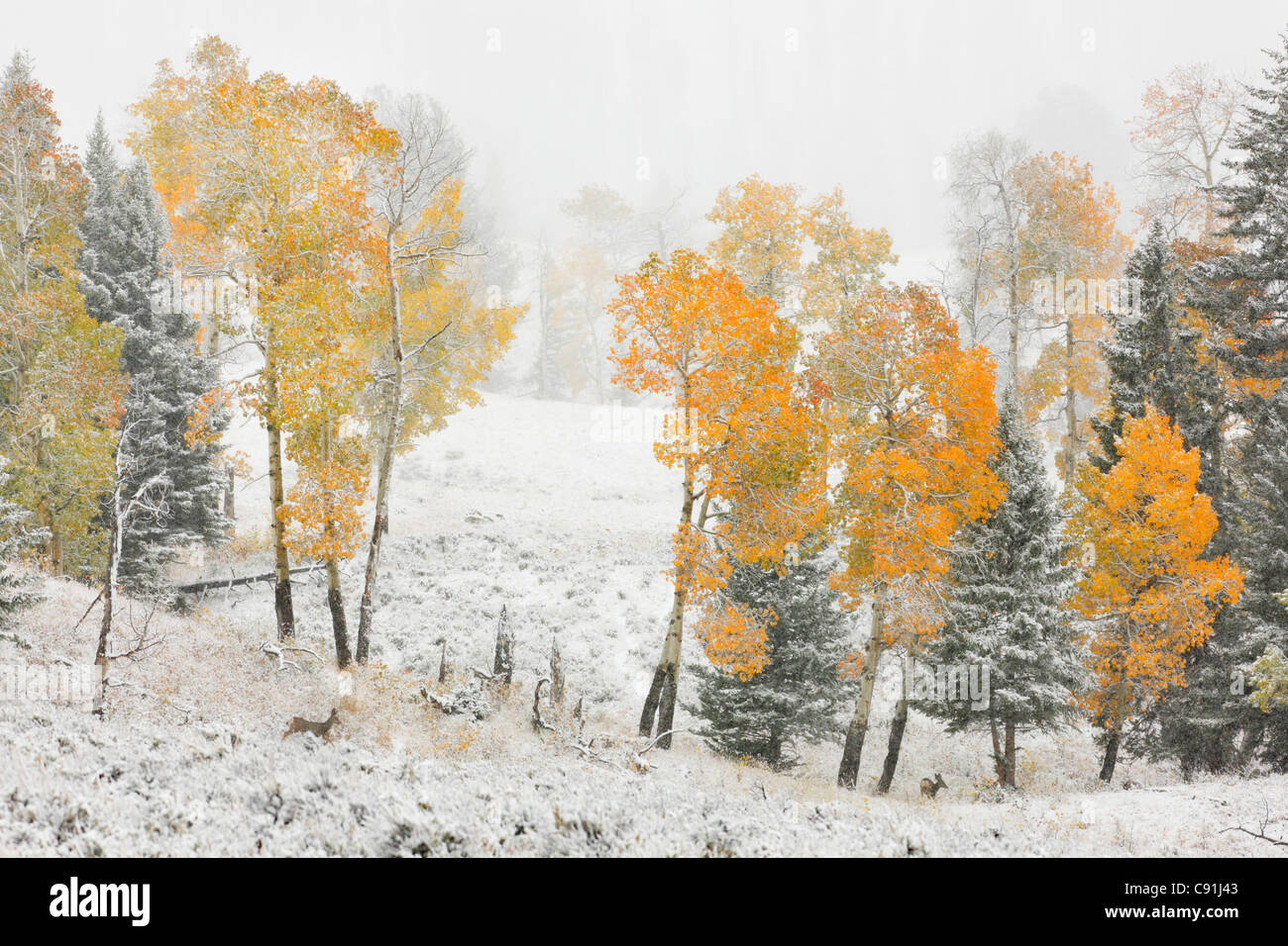 Two blacktail deer and fall colored Aspens covered in snow, Yellowstone National Park Stock Photo