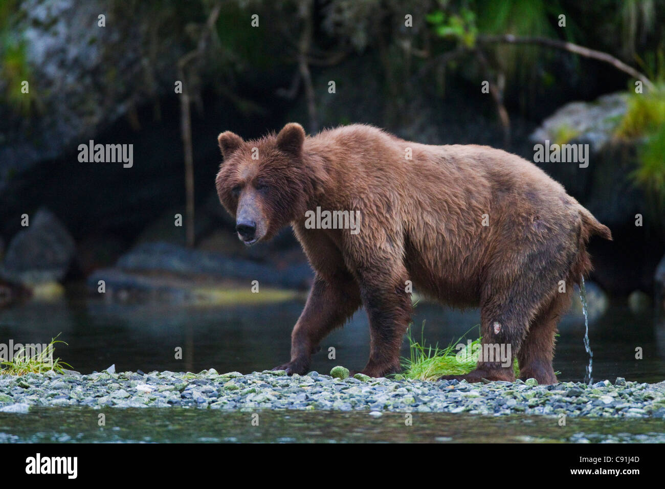 Brown bear walking on riverbank while urinating, Prince William Sound, Southcentral Alaska, Summer Stock Photo