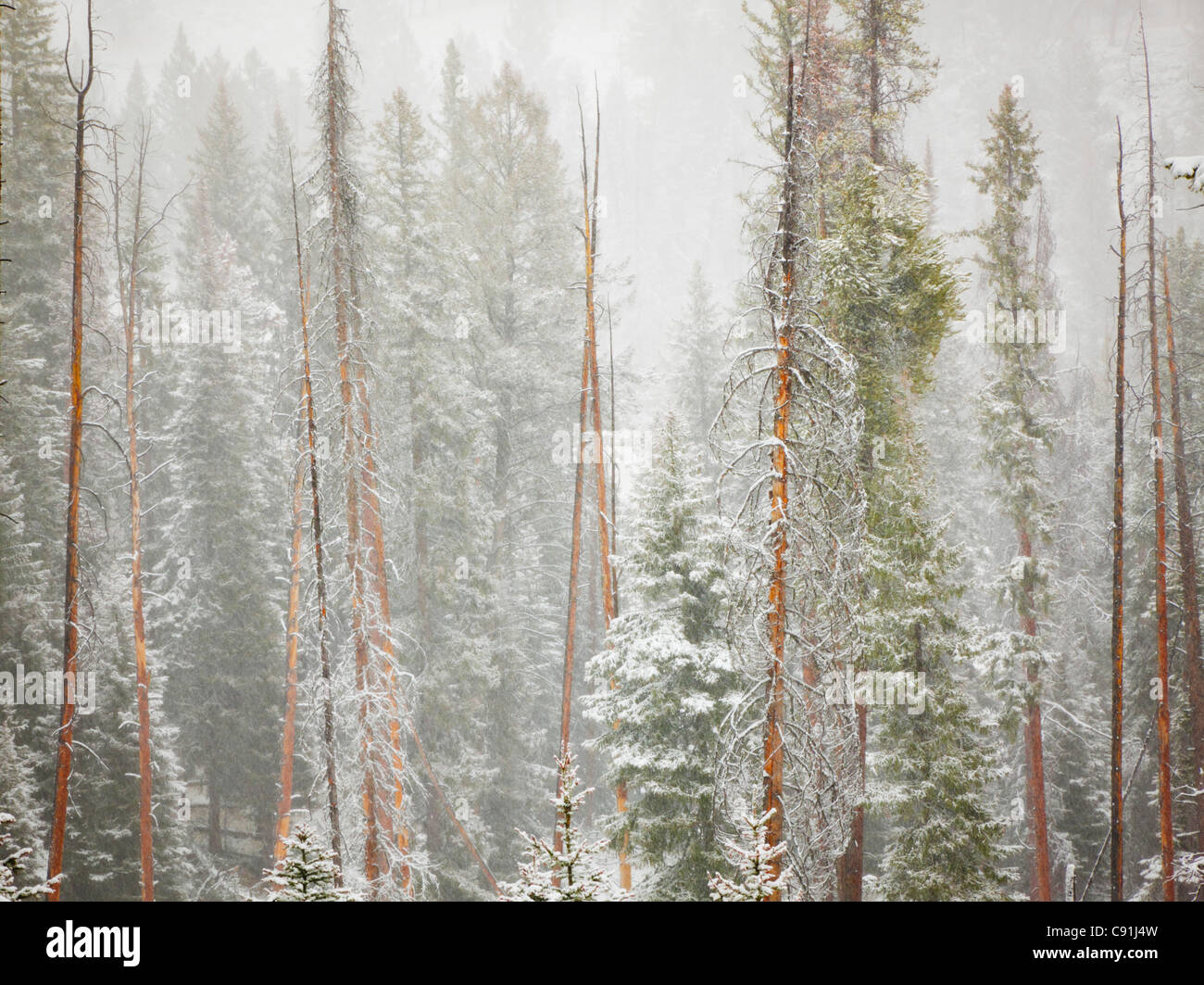 Primera nevada de otoño, Yellowstone NP, Wyoming (Estados Unidos) Stock Photo