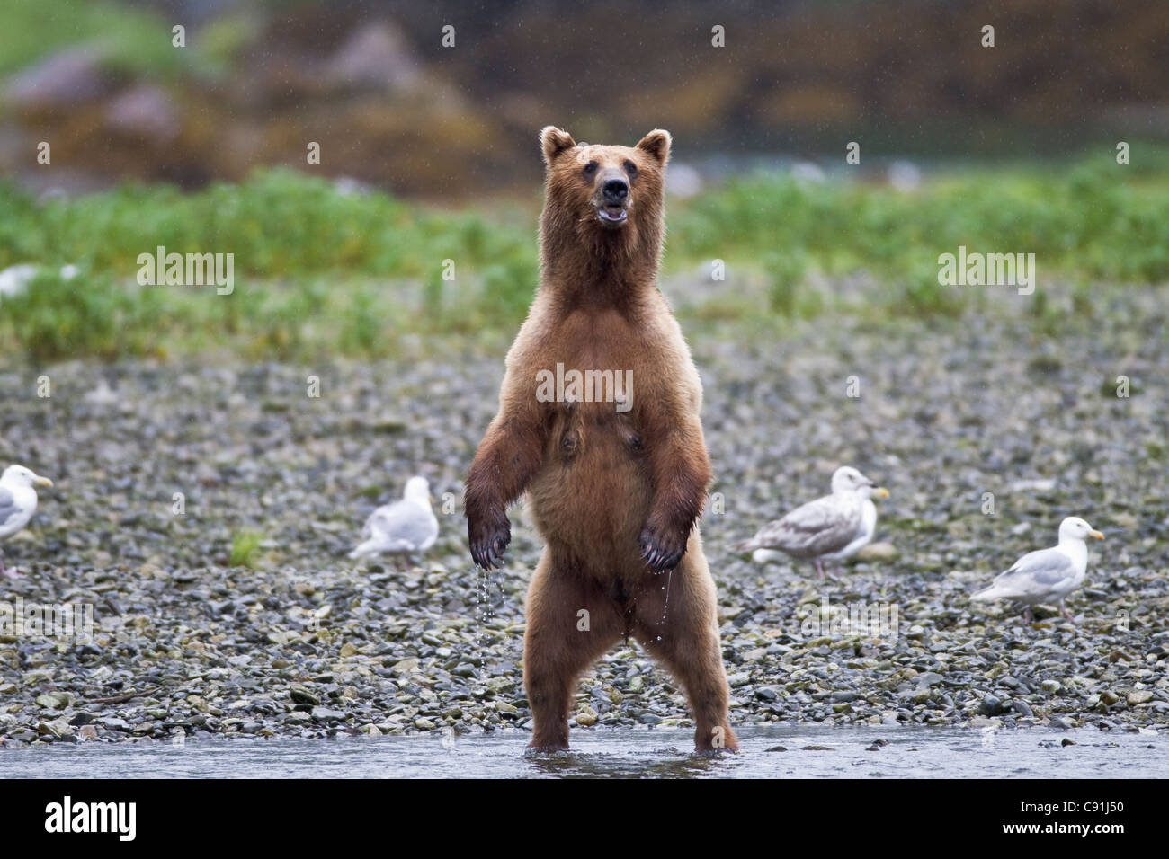 Brown bear sow standing alert on riverbank, Prince William Sound, Southcentral Alaska, Summer Stock Photo