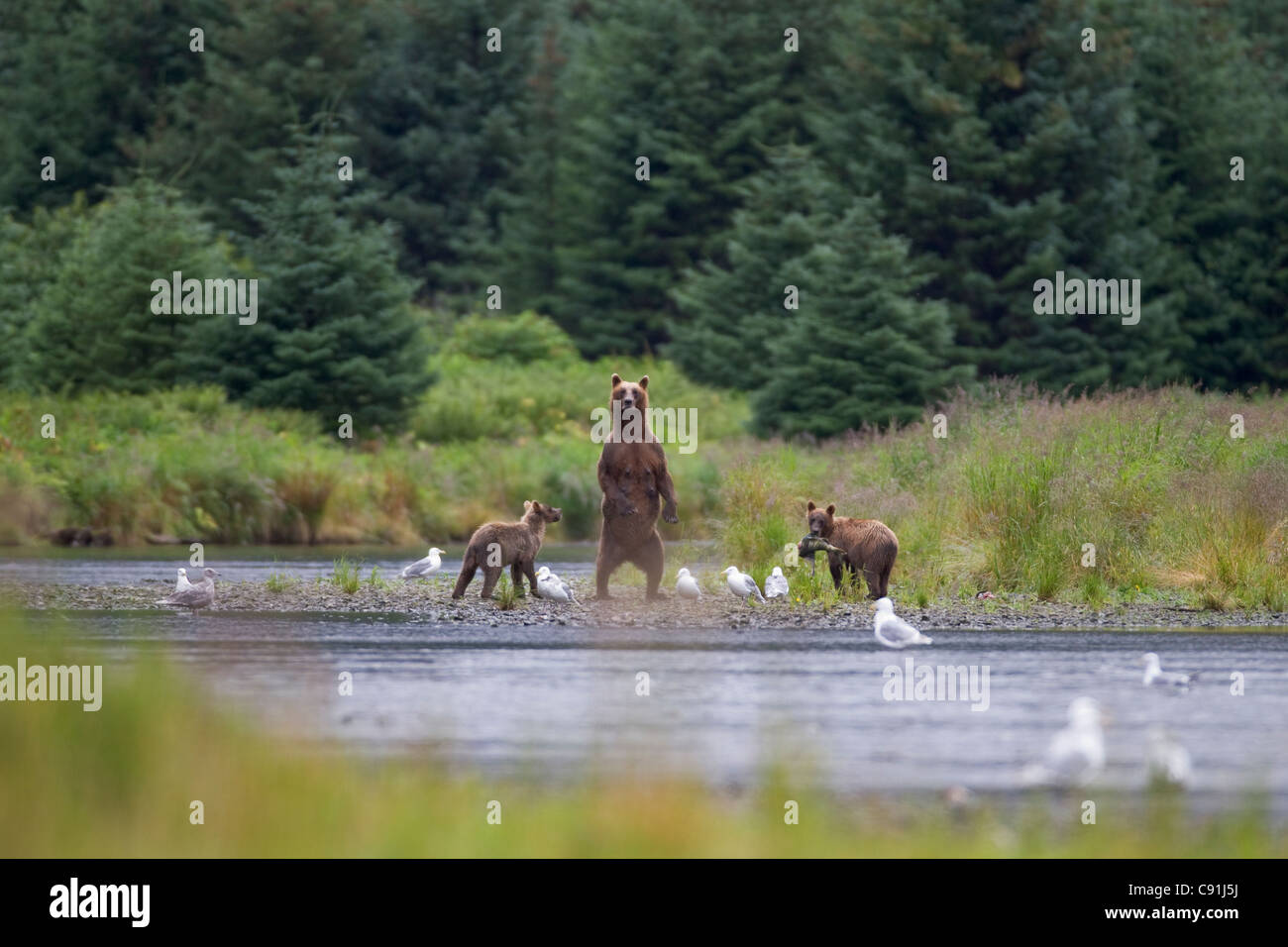 Brown bear sow with two cubs standing alert on riverbank, Prince William Sound, Southcentral Alaska, Summer Stock Photo