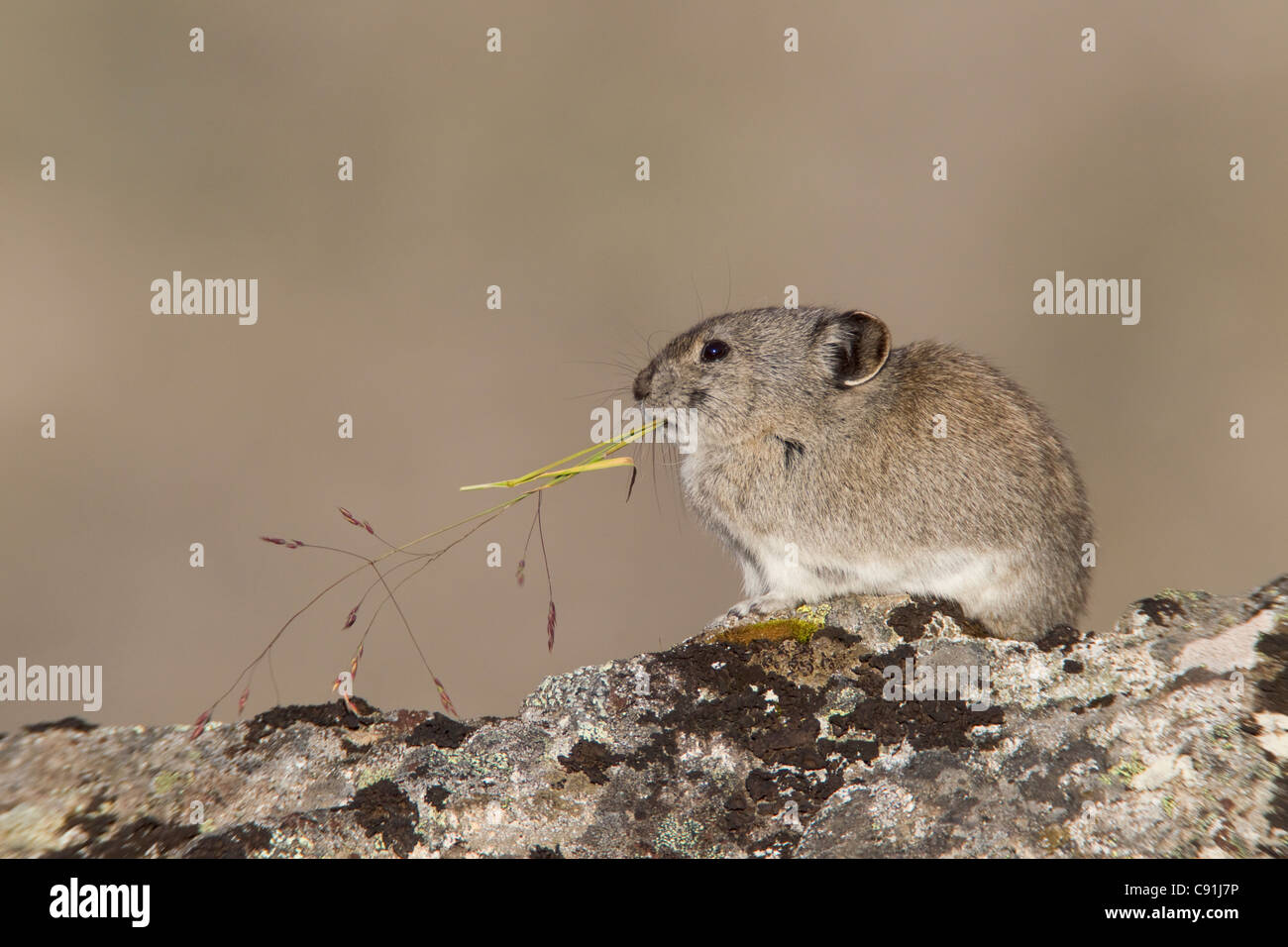 Collared Pika sitting on a lichen covered rock eating a grass stalk, Hatcher Pass, Talkeetna Mountains, Southcentral Alaska Stock Photo