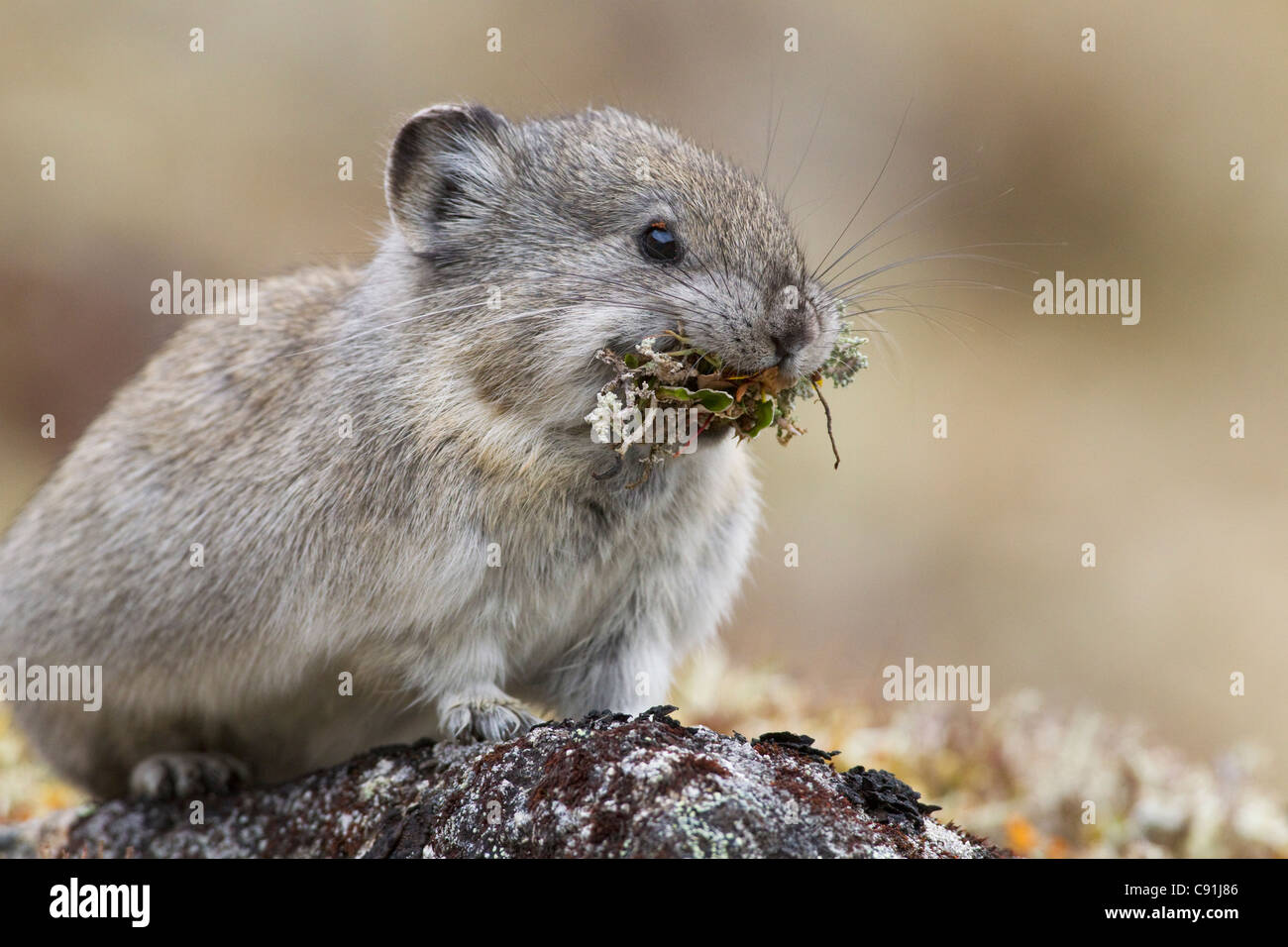 Collared Pika carrying mouth full of lichen to store in haystack for winter forage, Hatcher Pass, Talkeetna Mountains, Alaska Stock Photo