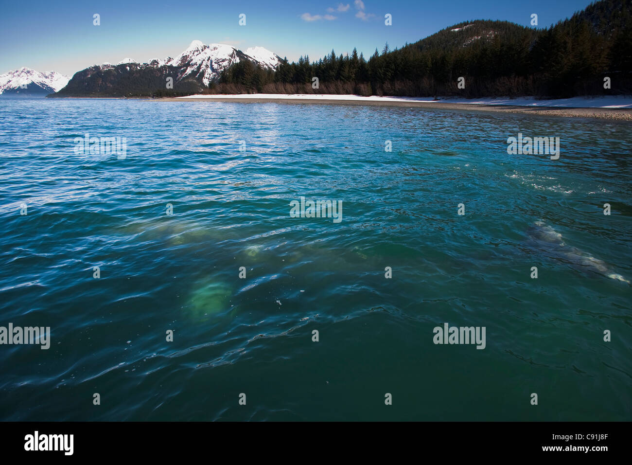 Gray Whale visible in shallow water feeding on herring spawn, Port Gravina, Prince William Sound, Southcentral Alaska, Spring Stock Photo