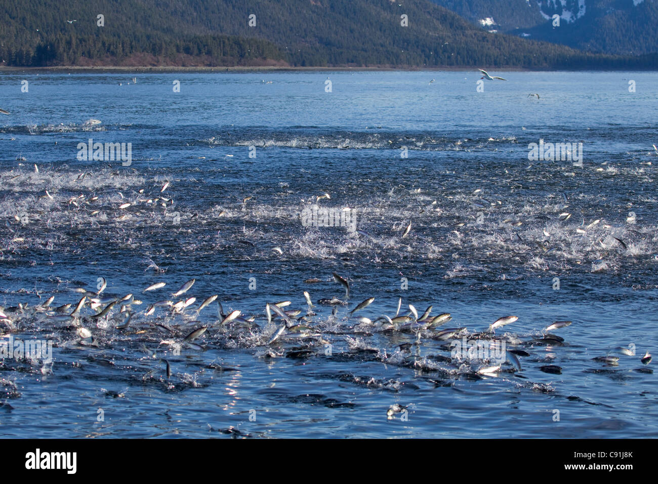 Large school of herring erupting from surface pursued by lung-feeding humpback whales, Prince William Sound, Southcentral Alaska Stock Photo