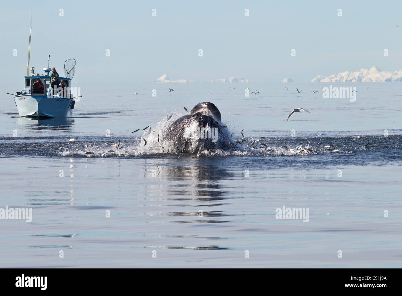 Humpback whale surfacing through a school of herring with boat of whale watchers in background, Prince William Sound, Alaska Stock Photo