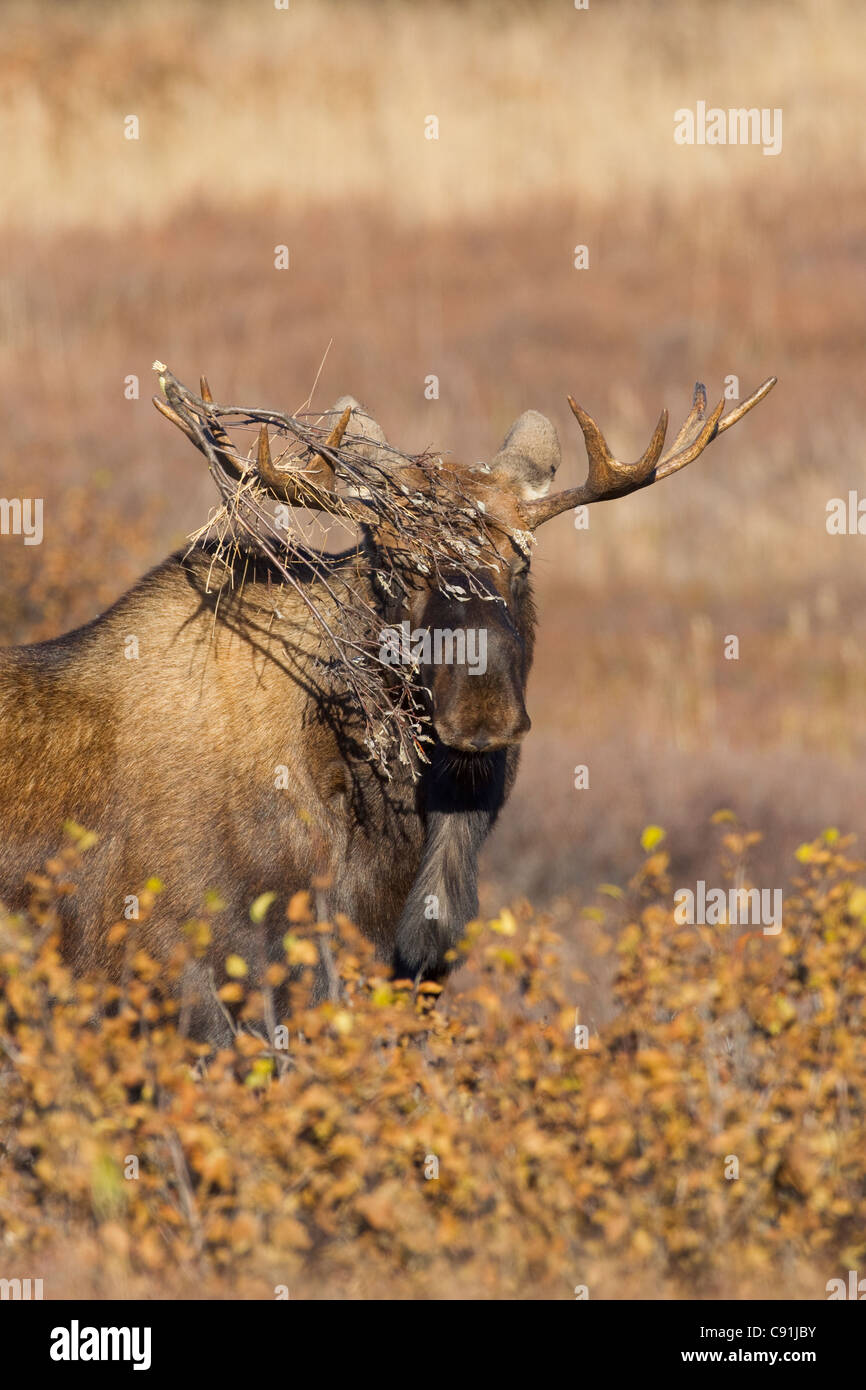 Young bull moose brush snagged in antlers during rut, Denali National Park, Interior Alaska, Autum Stock Photo