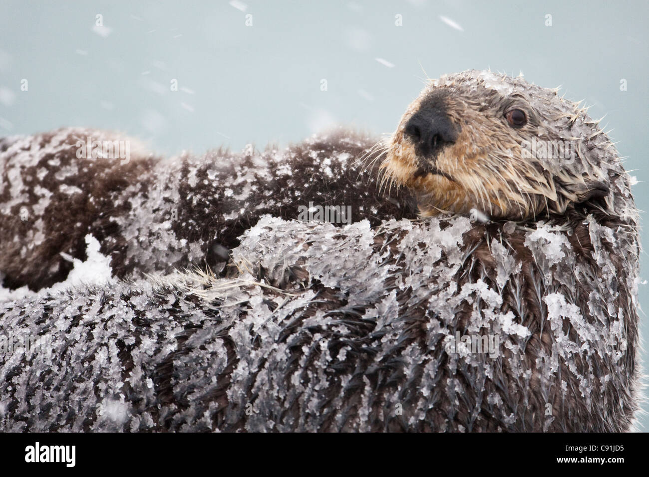 Sea otter with snow covering fur holding newborn pup during blizzard, Prince William Sound, Southcentral Alaska, Winter Stock Photo