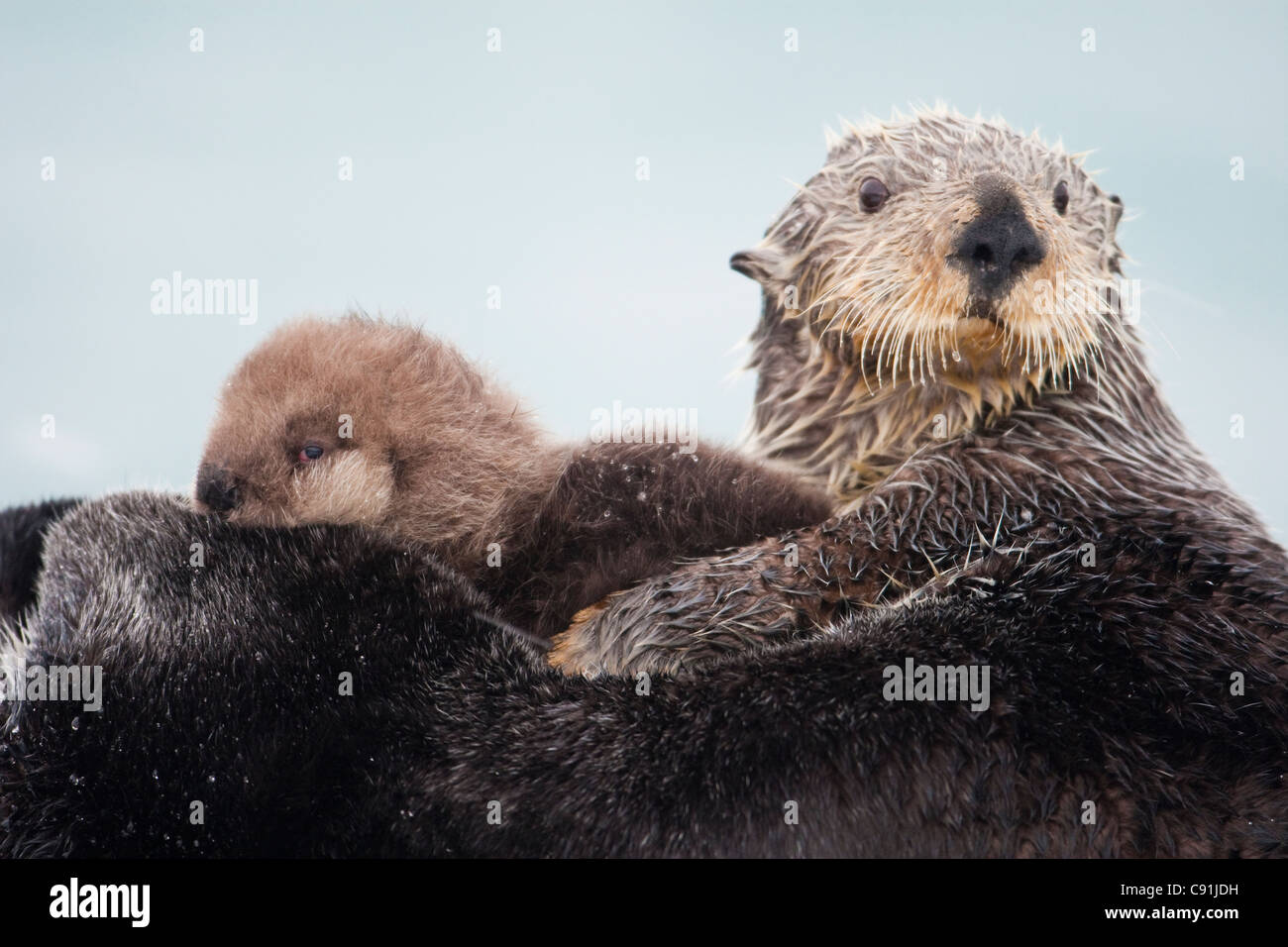 Sea otter with snow covering fur holding newborn pup, Prince William Sound, Southcentral Alaska, Winter Stock Photo