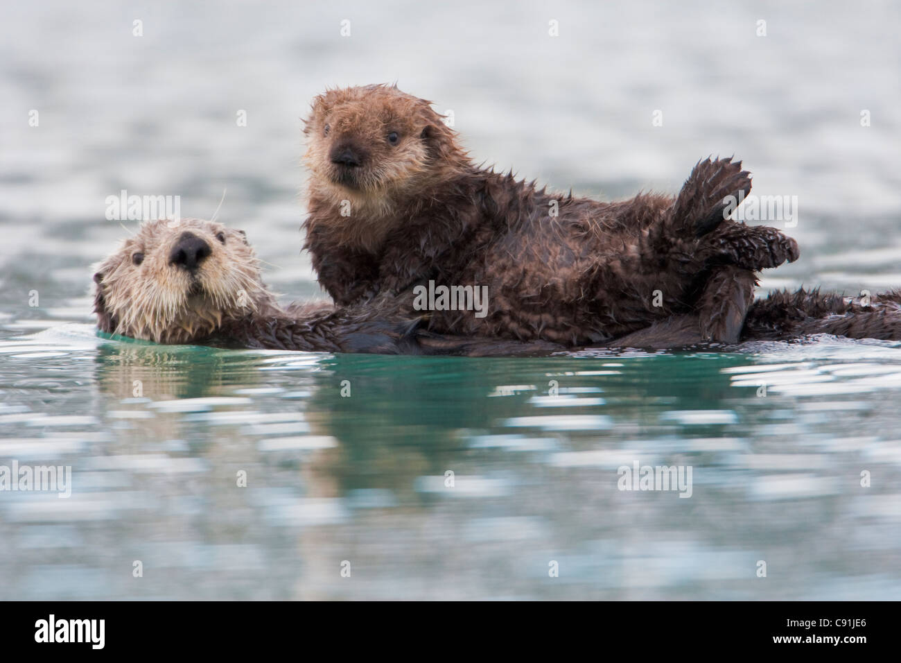 Sea otter floating on back holding newborn pup, Prince William Sound, Southcentral Alaska, Winter Stock Photo