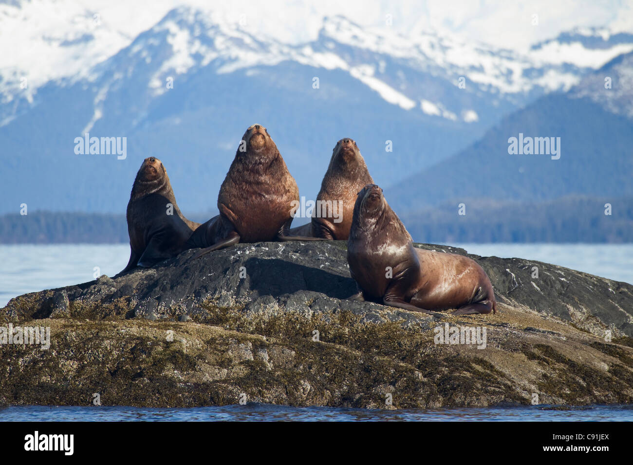 Steller sea lion males hauled out on rock in Port Gravina with Chugach Mountains in the background, Prince William Sound, Alaska Stock Photo
