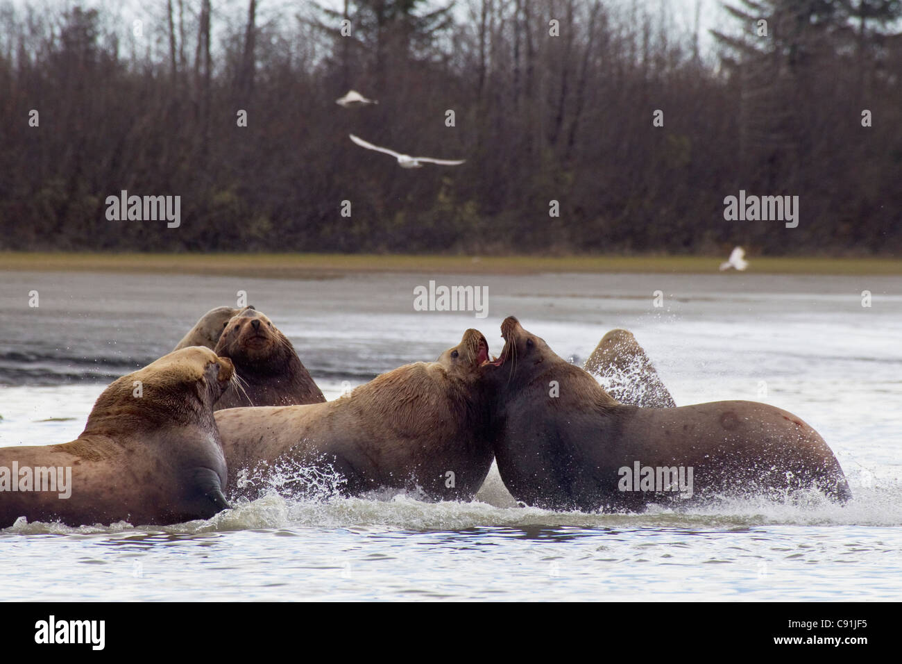 Steller sea lion bachelor group fighting in Alaganik Slough, Copper River Delta, Southcentral Alaska, Spring Stock Photo