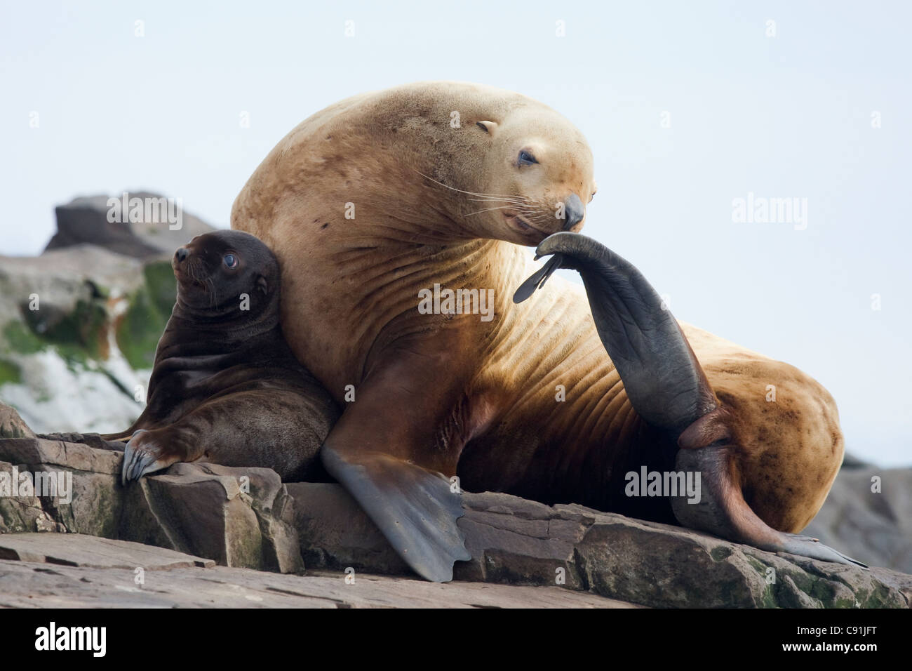 Steller sea lion female and young pup hauled out on rock with female scratching with fin, Prince William Sound, Alaska Stock Photo