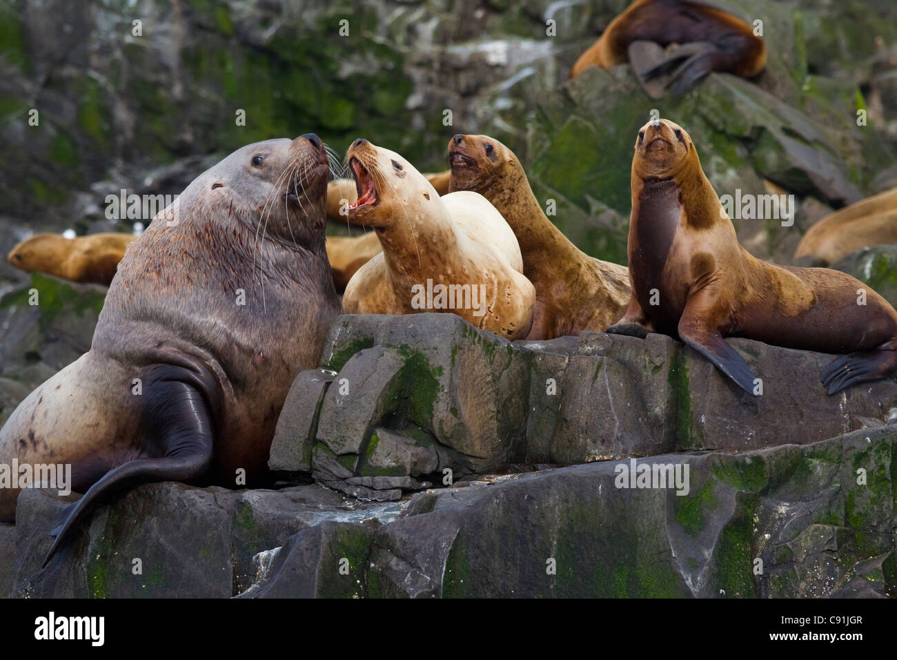 Steller Steller sea lion hi-res stock photography and images - Alamy