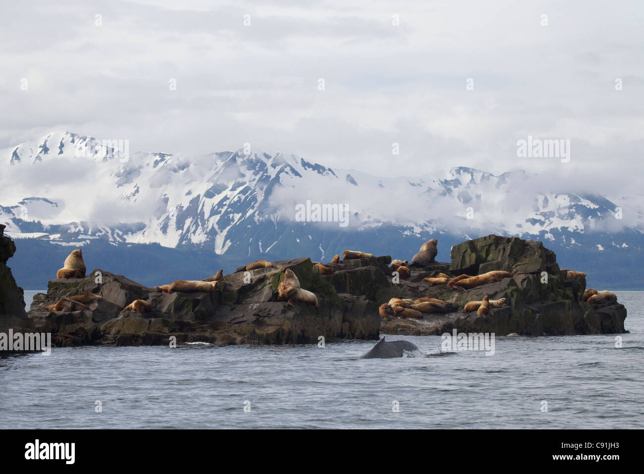 Steller sea lions hauled out at at The Needle with a Humpback whale surfacing in the foreground, Prince William Sound, Alaska Stock Photo