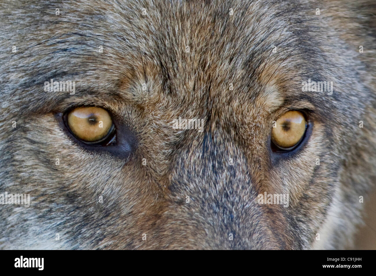 Close up of face and eyes of a Gray Wolf, Denal National Park, Interior Alaska, Autumn Stock Photo
