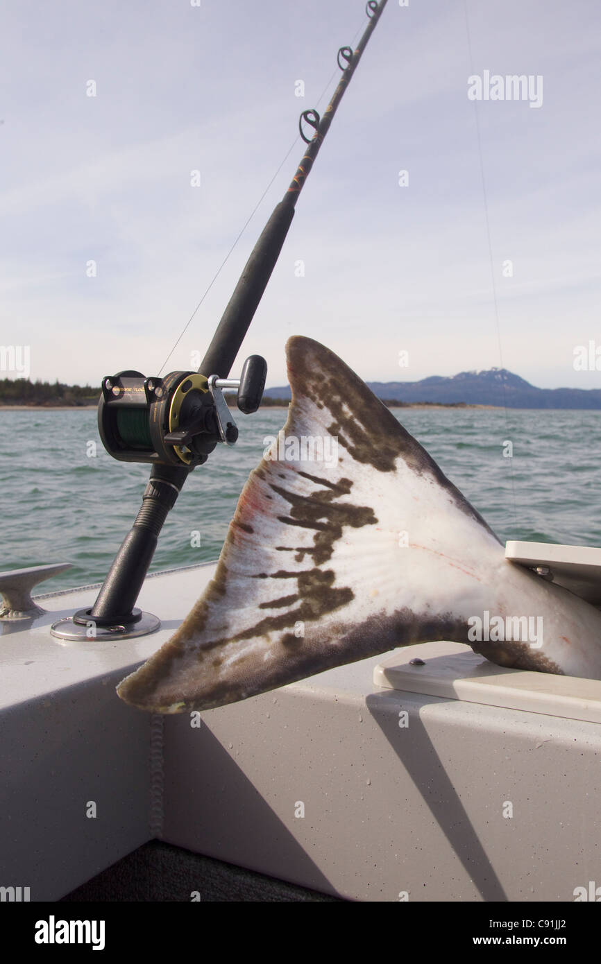 Tail of large halibut sticking out of fish box next to fishing rod and  reel, Prince William Sound, Southcentral Alaska, Summer Stock Photo - Alamy