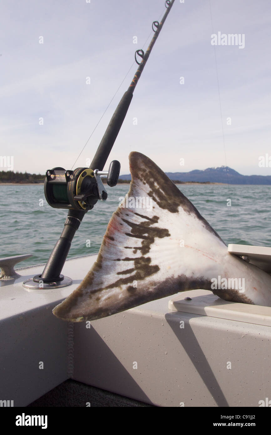 Tail of large halibut sticking out of fish box next to fishing rod