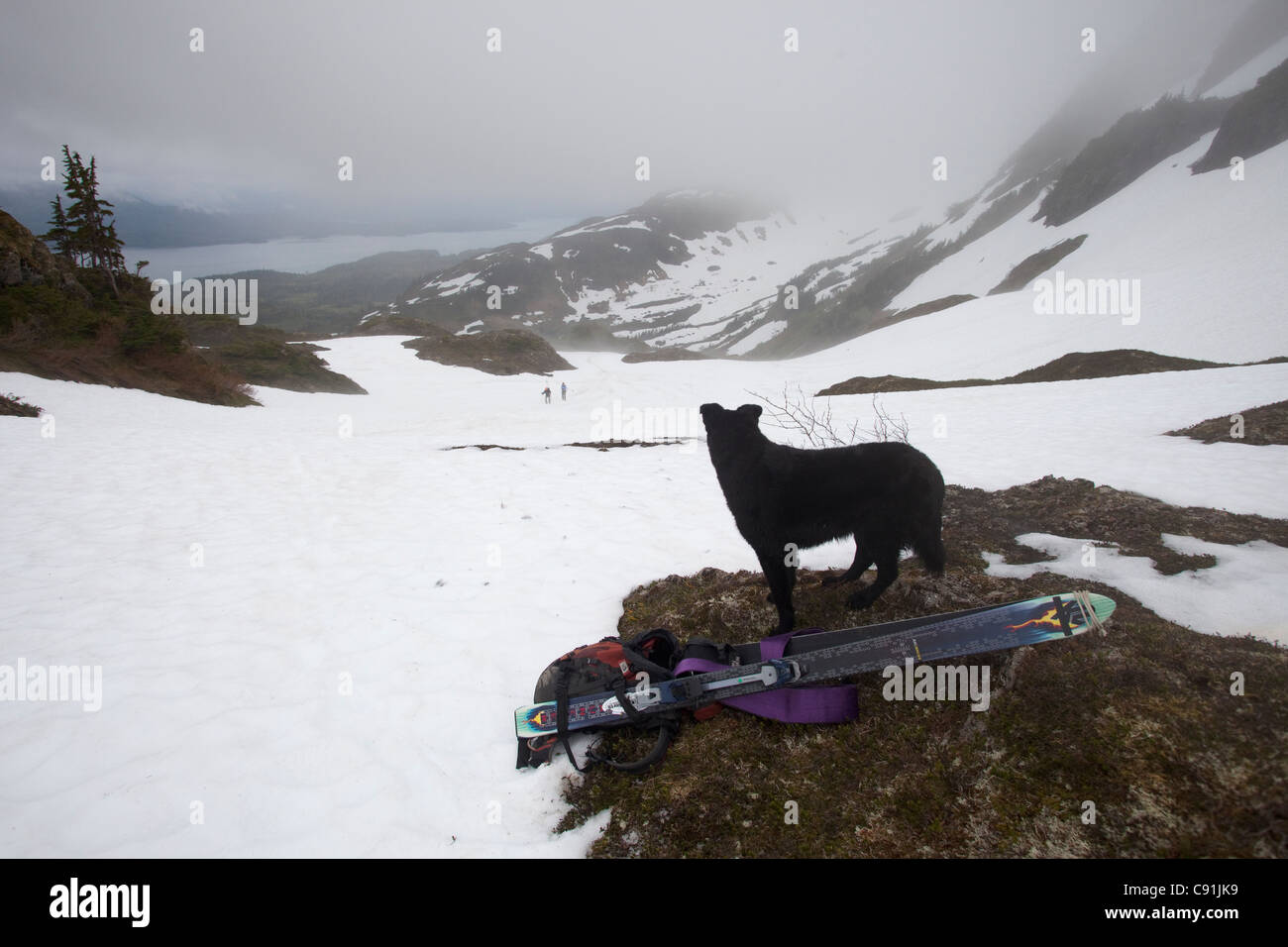 Dog stands next to skis watching skiers in the far distance, Heney Range, Chugach National Forest near Cordova, Alaska Stock Photo