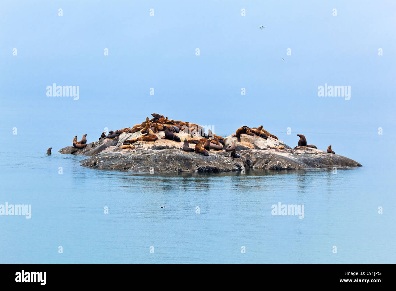 Sea Lions resting on the rock at South Marble Island, Glacier Bay National Park & Preserve