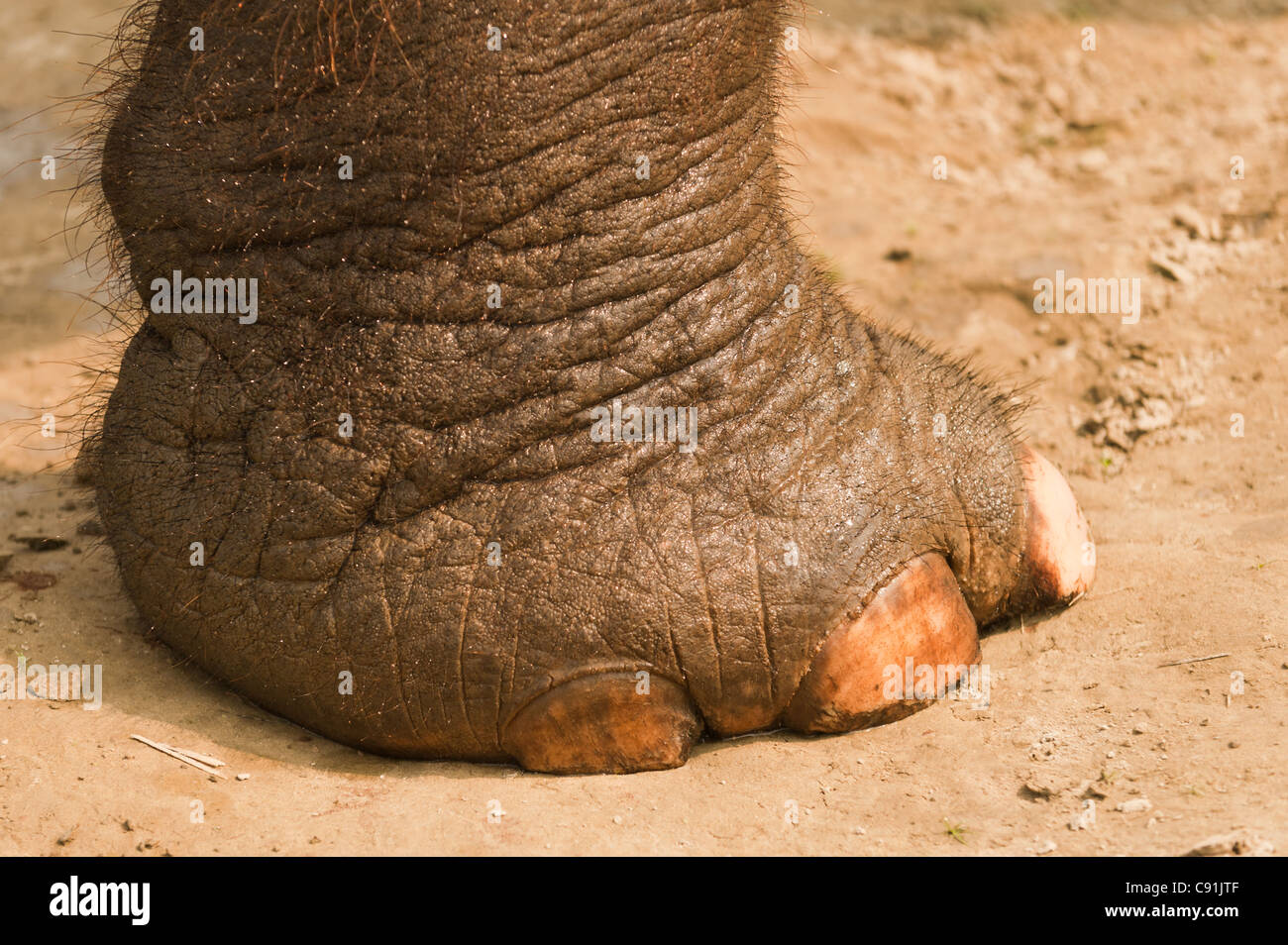 Elephant Foot High Resolution Stock Photography and Images Alamy