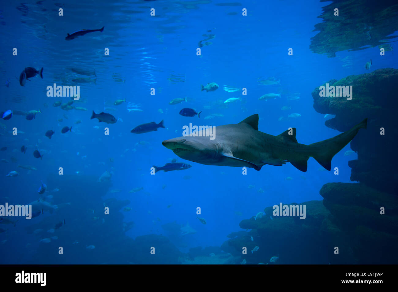 Shark and fish, Palma Aquarium, Mallorca, Balearics, Spain Stock Photo