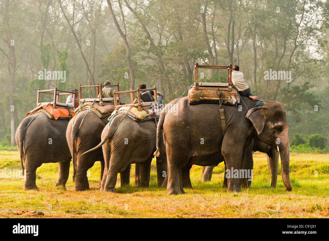 Elephant safari in Chitwan national Park Nepal Stock Photo Alamy
