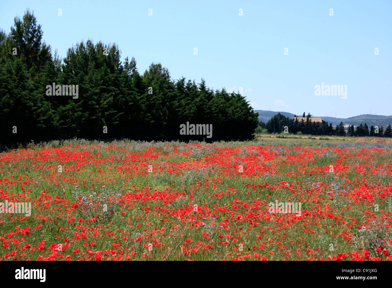 Poppies fields france hi-res stock photography and images - Alamy