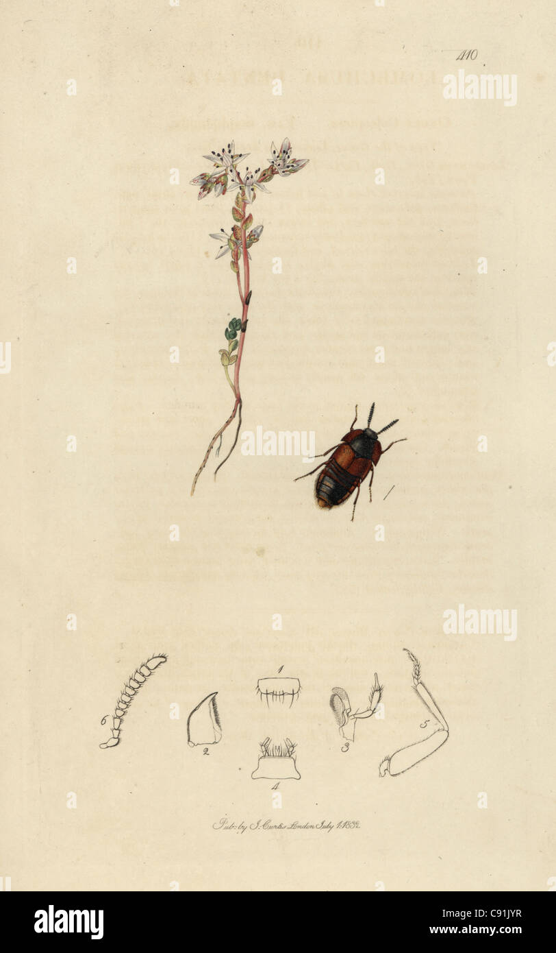 Lomechusa dentata, Dinarda maerkeli, Dentated Staphylinus beetle Stock Photo