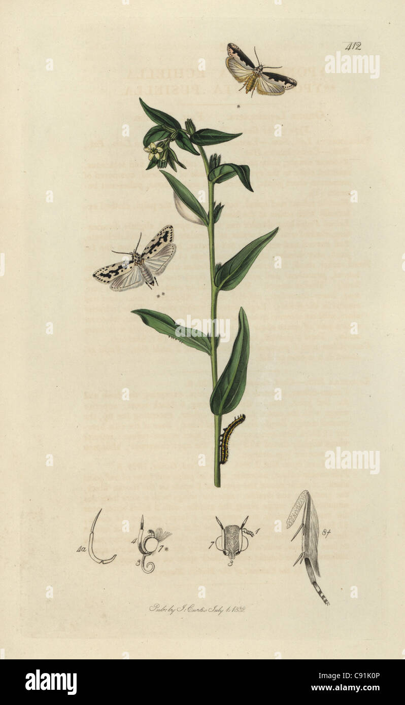 Yponomeuta echiella, Ethmia bipunctella, Viper’s Bugloss Moth Stock Photo