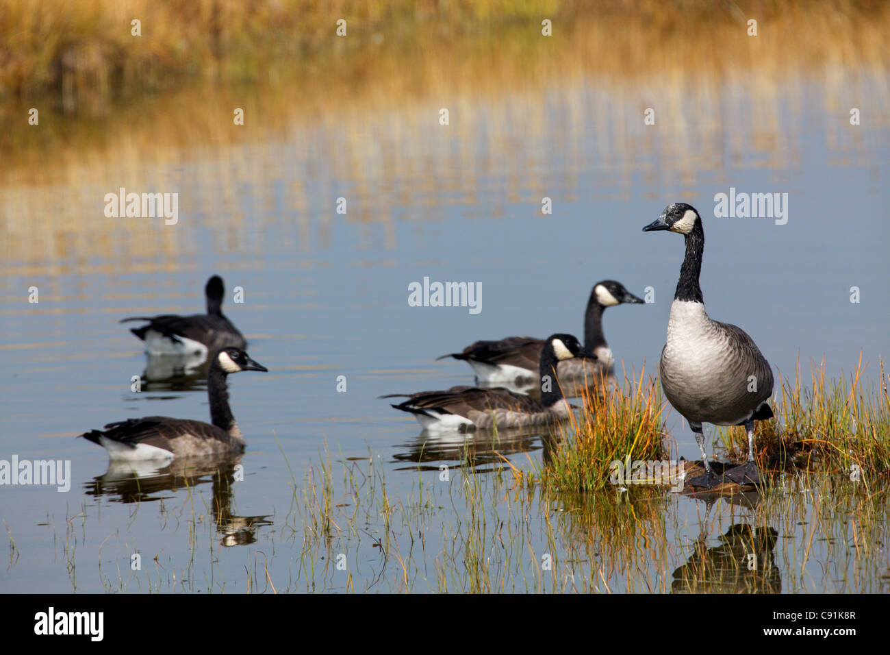 Canada geese, Yellowstone National Park Stock Photo