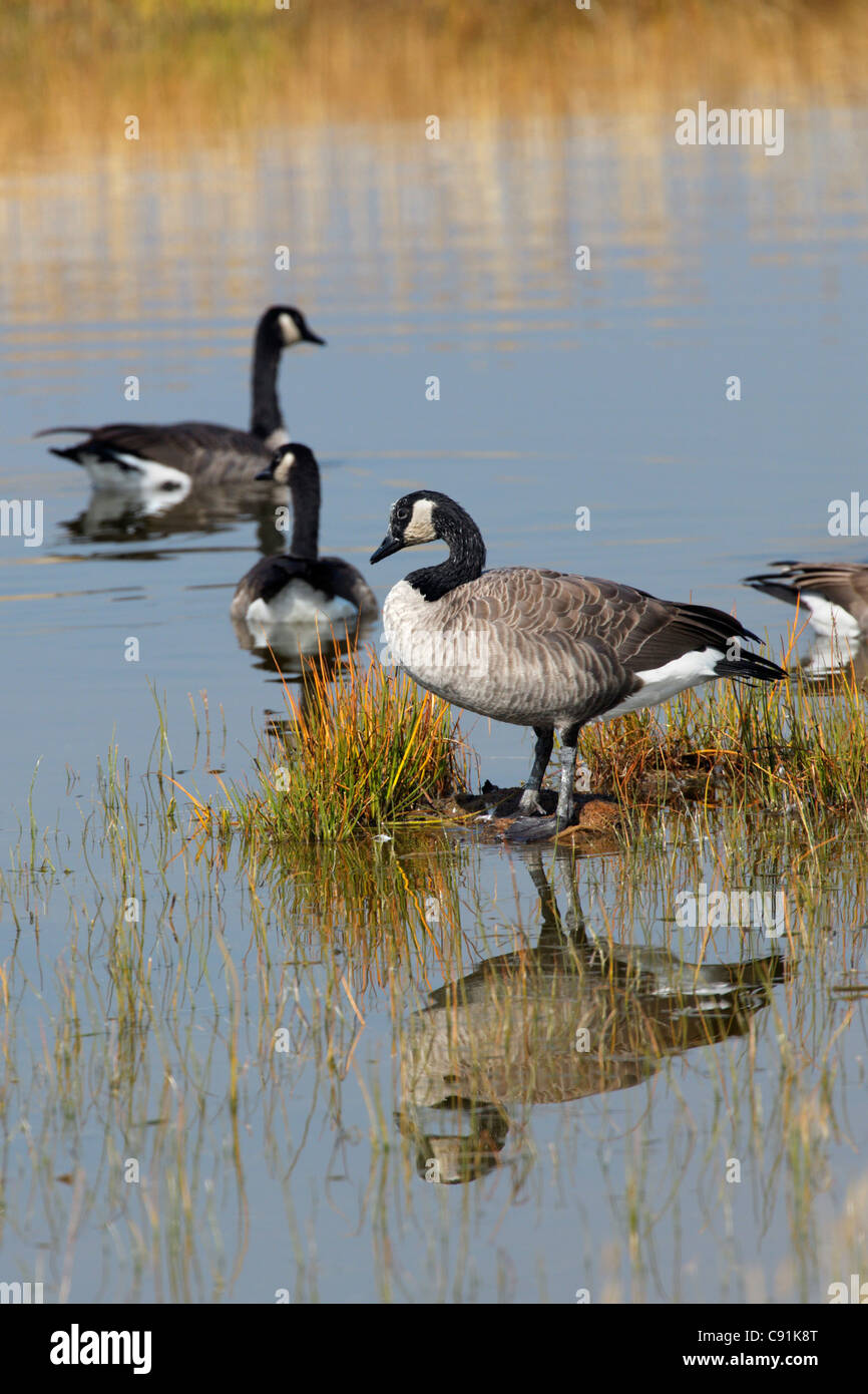 Canada geese, Yellowstone National Park Stock Photo