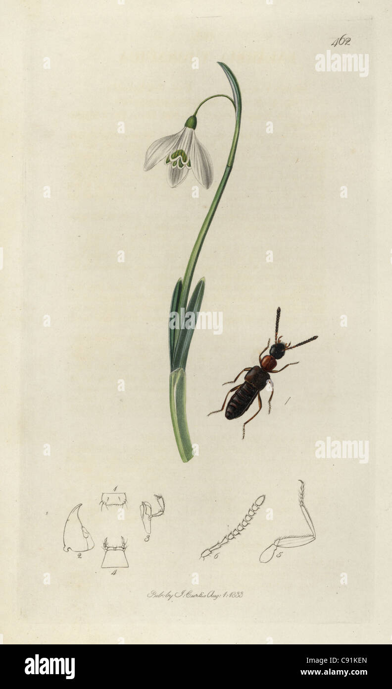 Falagria thoracica, Red-thoraxed Staphylinus beetle, and snowdrop Stock Photo