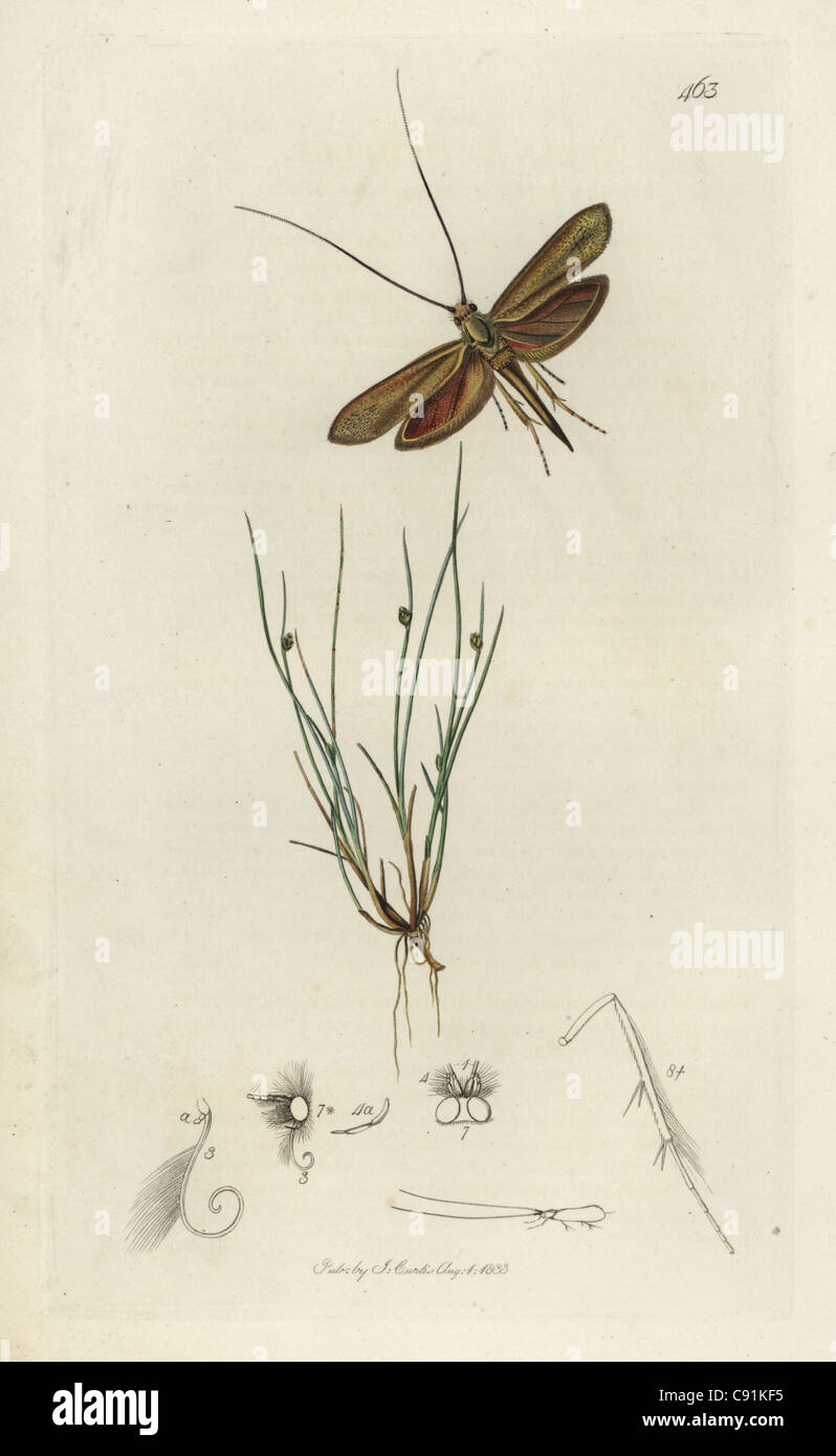 Adela frischella, Coleophora frischella, Frisch’s Japan, long-horn or Frisch's case-moth Stock Photo
