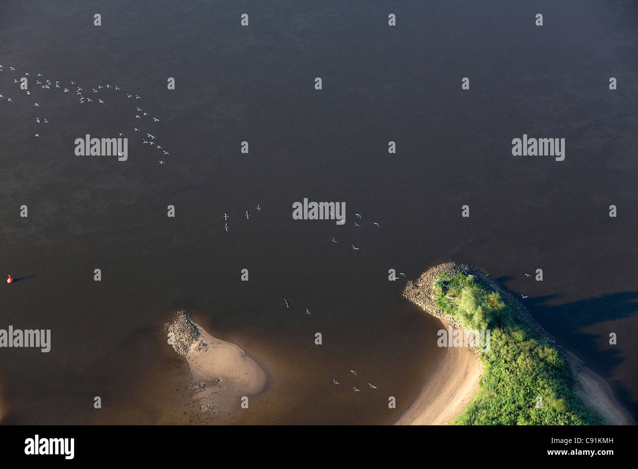 Aerial of birds above the River Elbe, small peninsula, Lower Saxony, Germany Stock Photo