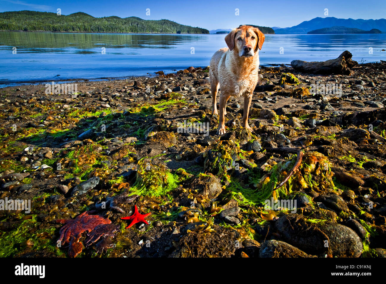 A Labrador Retriever dog stands on the beach at Clover Passage and