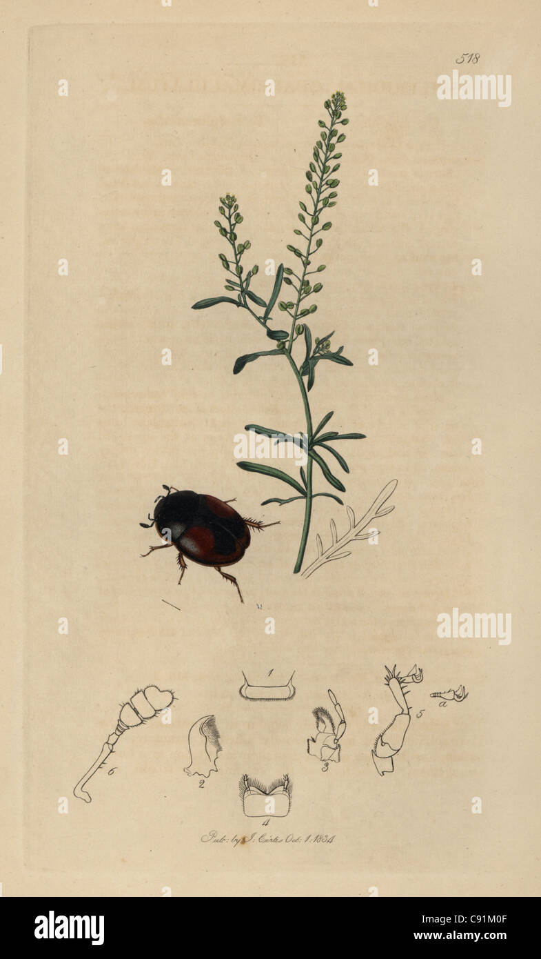Sphaeridium quadrimaculatum, Four-spotted Dung Beetle Stock Photo