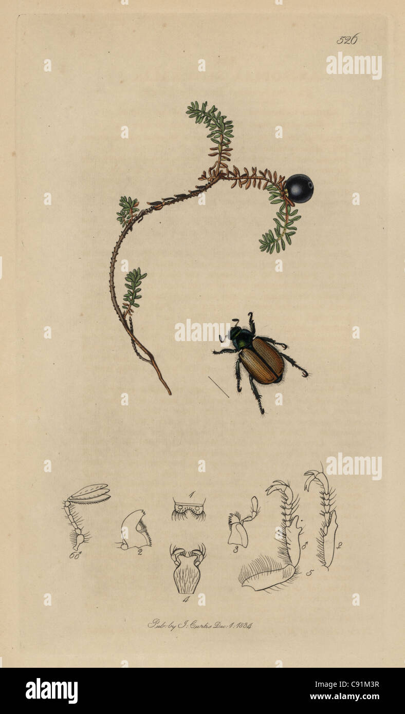 Anisoplia suturalis, Phyllopertha horticola, Sutherland Bracken-clock beetle Stock Photo