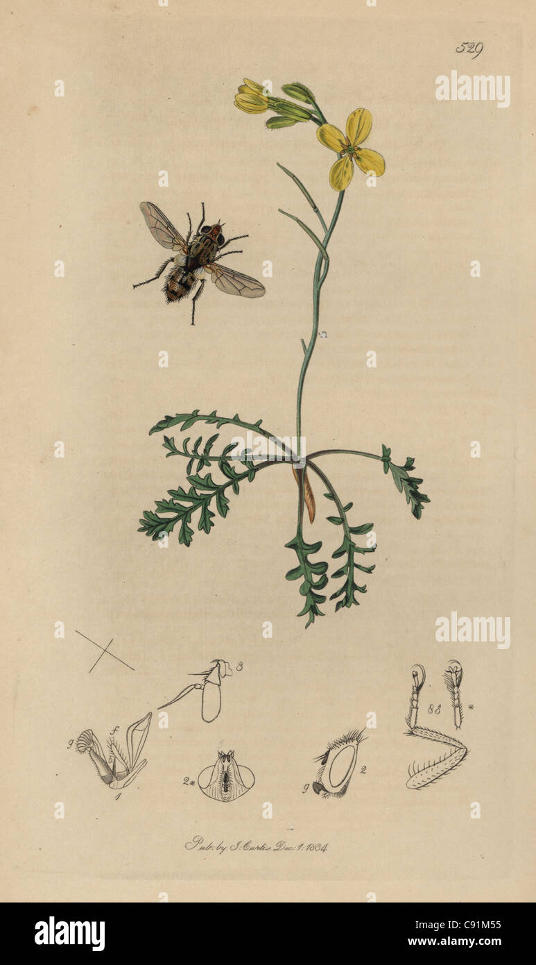 Miltogramma punctata, Colletes’ Attendant fly, Bees’-nest fly, Stock Photo