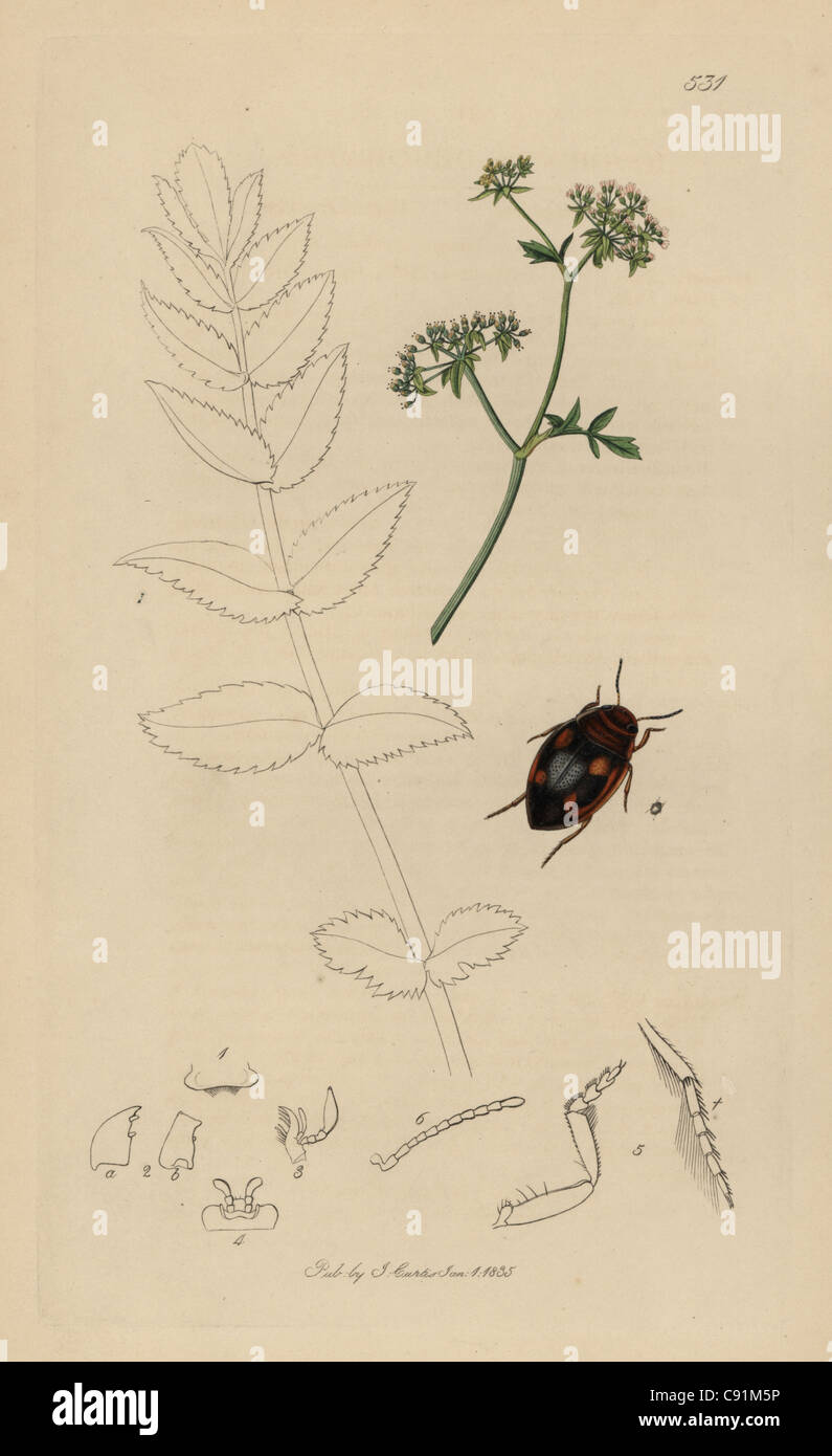 Hygrotus decoratus, Ornamented Hygrotus beetle Stock Photo