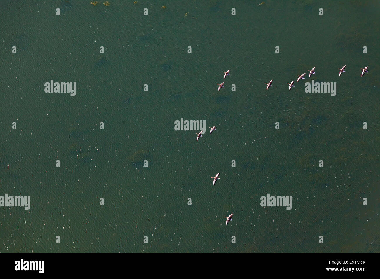 Aerial of birds in flight above the river Weser, Lower Saxony, Germany Stock Photo