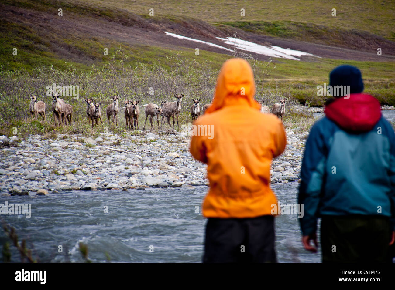 Hikers watch caribou along the Hulahula River, ANWR, Brooks Range, Summer in Arctic Alaska Stock Photo