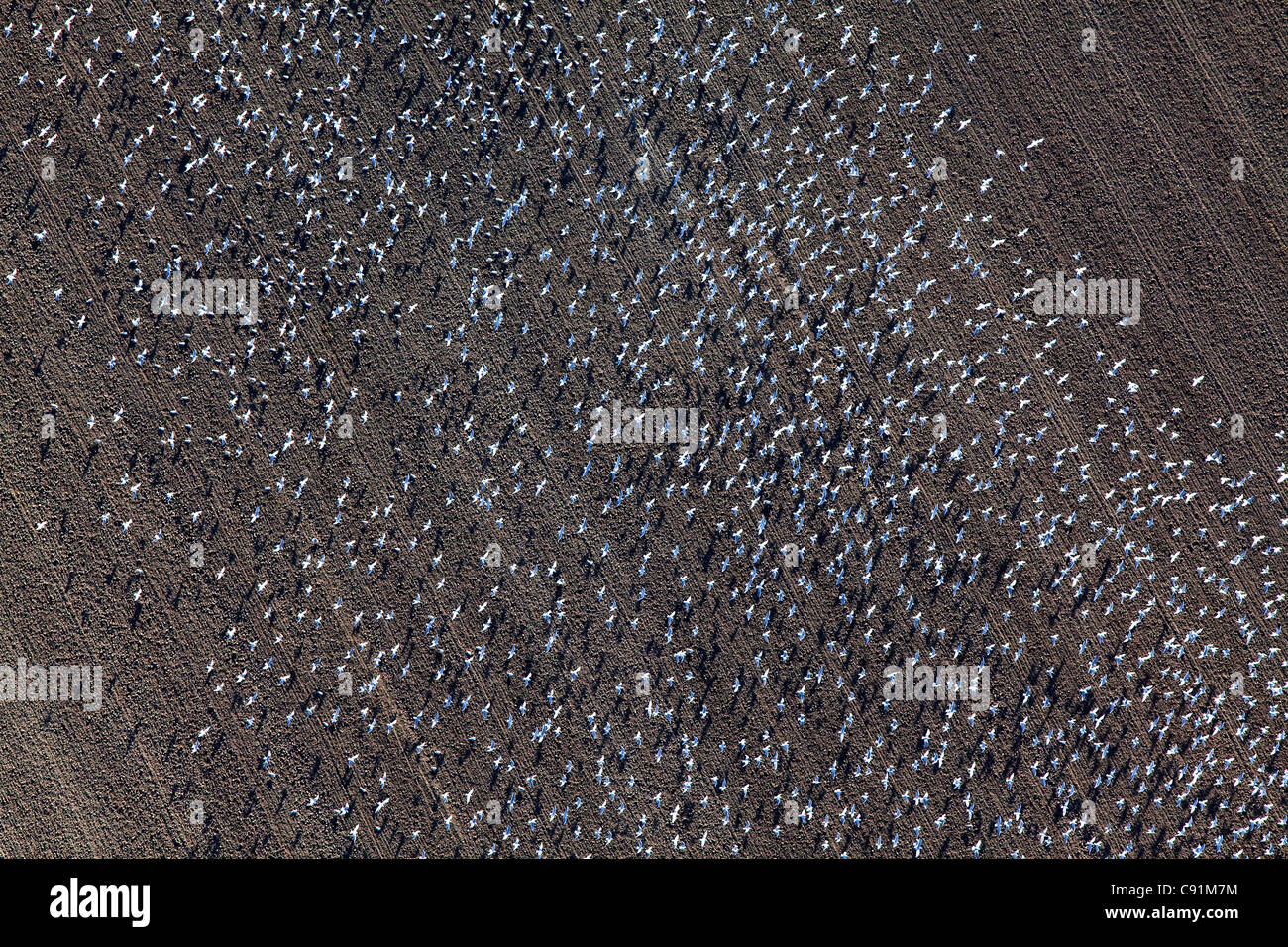 Aerial of a large flock of birds over a freshly ploughed field, Lower Saxony, Germany Stock Photo