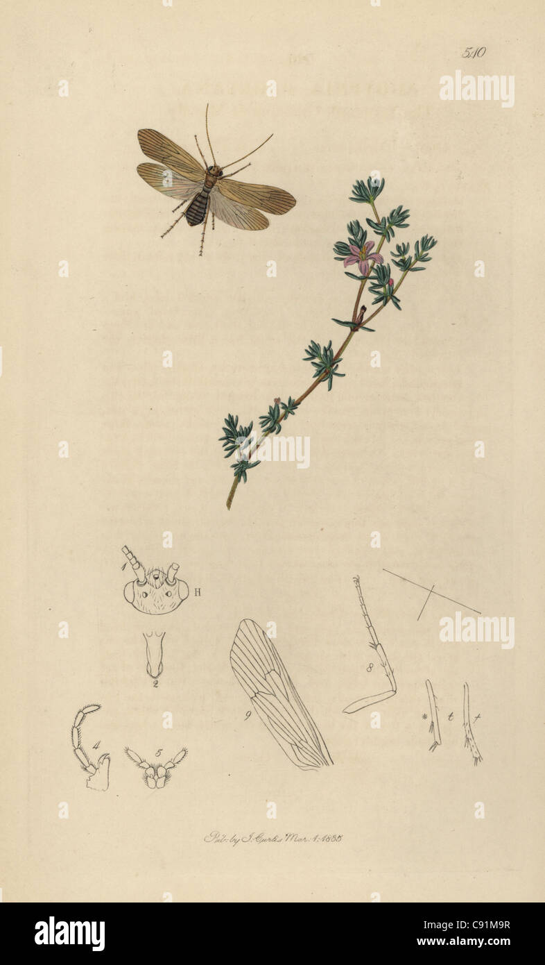 Agrypnia pagetana, Yarmouth Grannom, Caddis-fly or Mayfly, Stock Photo