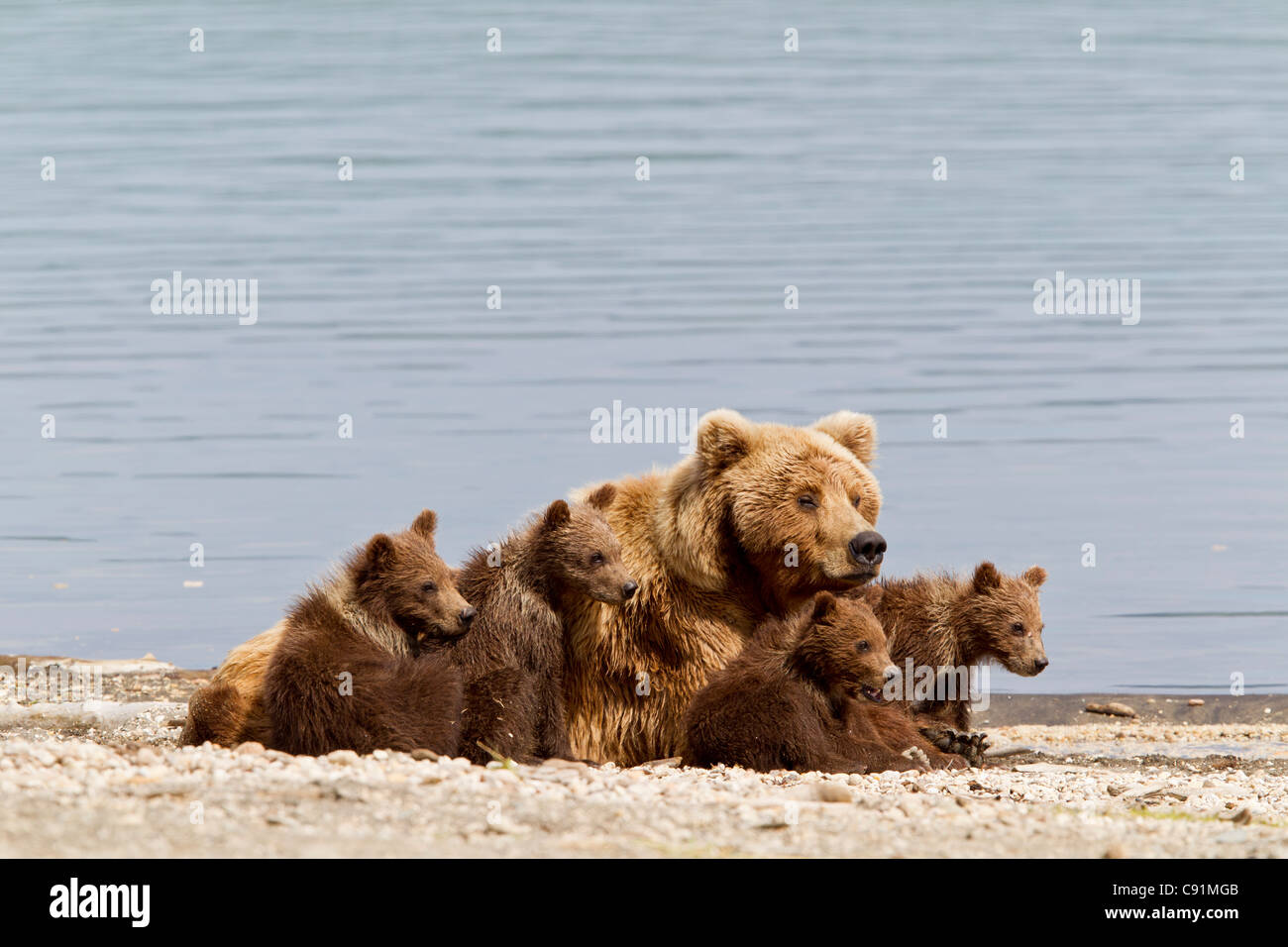 A Brown Bear Sow rests with 4 of her spring cubs on the beach of Naknek ...