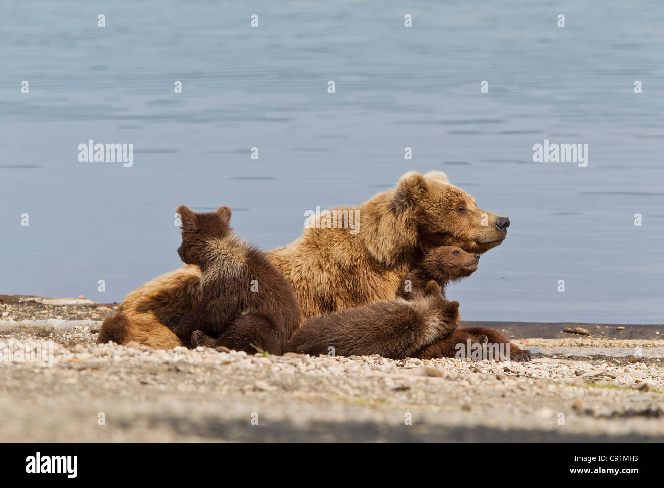 A Brown Bear Sow rests with 4 of her spring cubs on the beach of Naknek ...