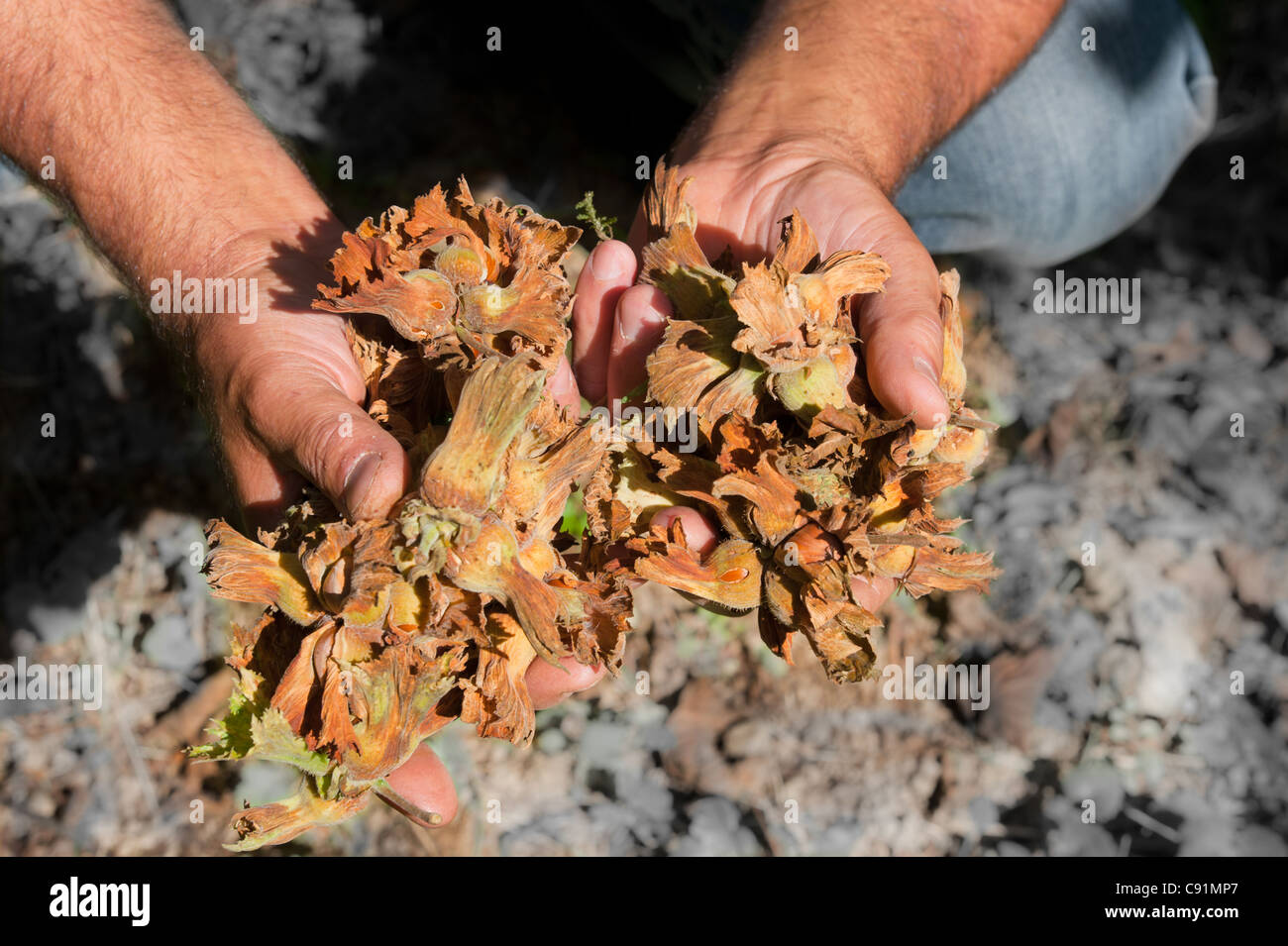 Hazelnut farm hires stock photography and images Alamy
