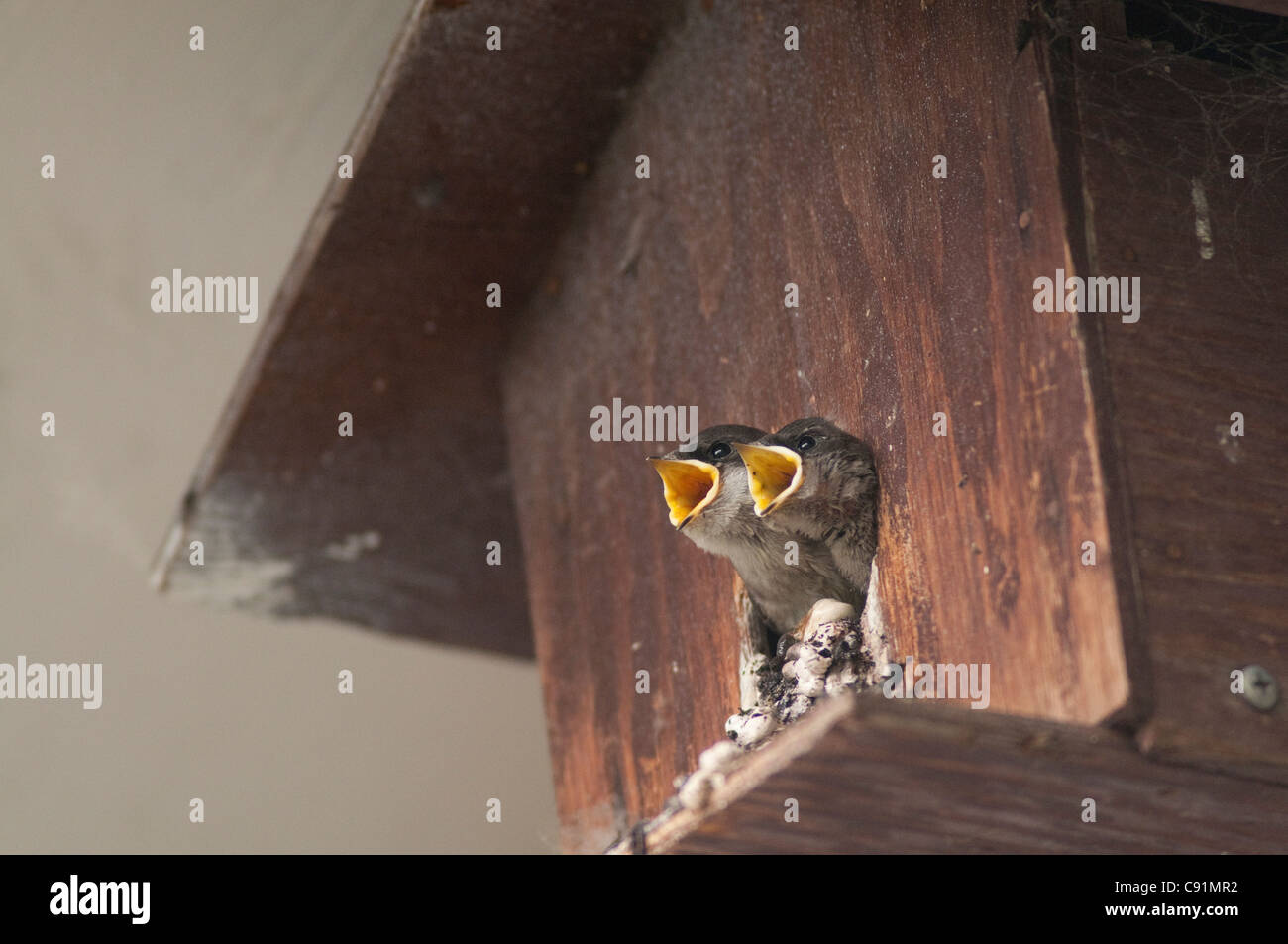 An adult Violetgreen Swallow feeds its pair of chicks in a bird house