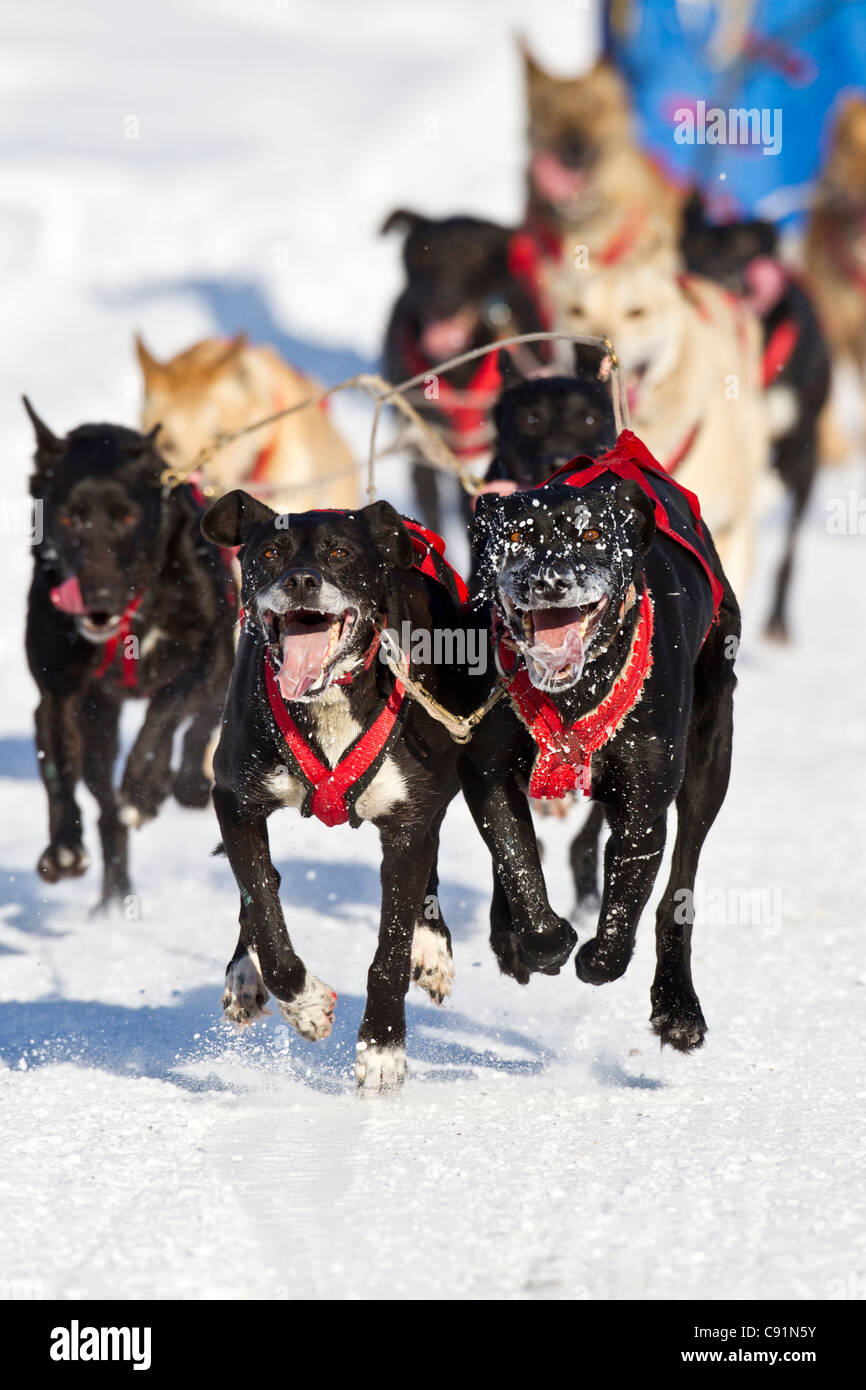 Randy DeKuiper's team race down the trail during the 2011 Fur Rondy ...